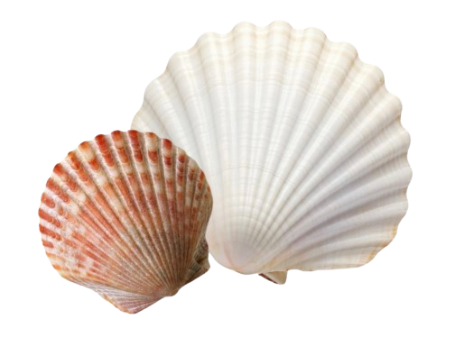Muslinger