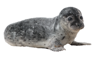 Sæl